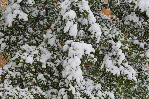 trees in the snow