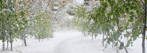 snowy path between the trees