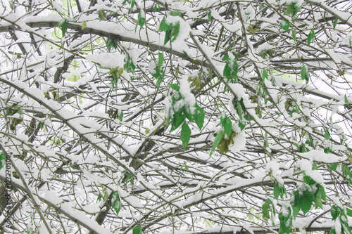 trees in the snow