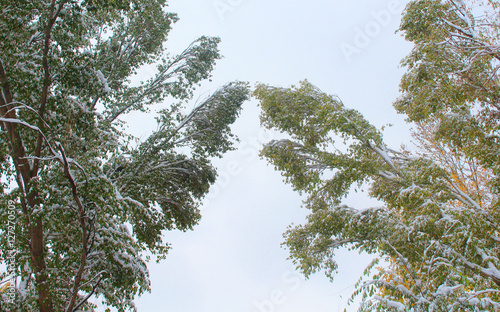 large tree branches