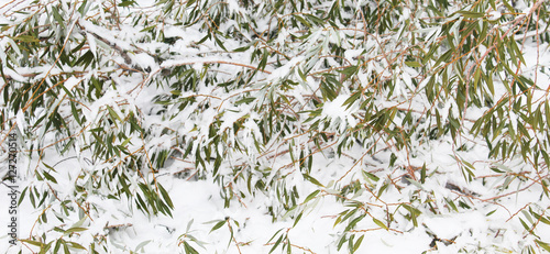 trees in the snow