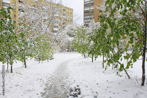 snowy path between the trees