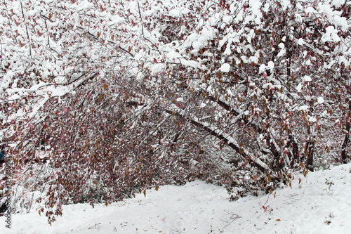 trees in the snow