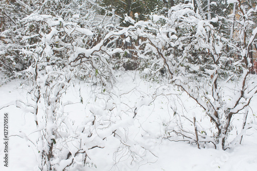 trees in the snow