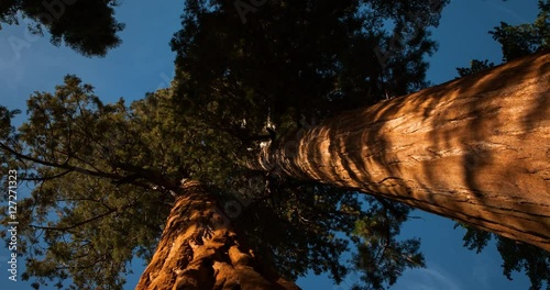 Sequoia National Park, California, USA - view straight up to the treetops of a group of Sequoia Trees - Timelapse with pan left to right 