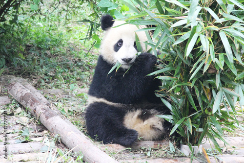 Fototapeta Naklejka Na Ścianę i Meble -  Baby Panda is eating Bamboo Leaves