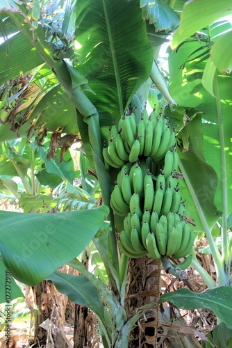 Banana cluster