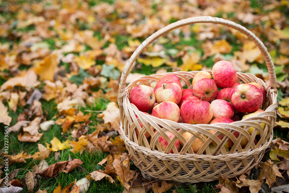 wicker basket of ripe red apples at autumn garden wicker basket of ripe red apples at autumn garden