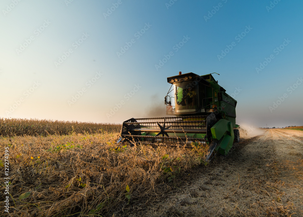 Fototapeta premium soybean harvest in autumn