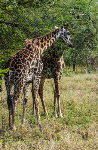 african girafe in kenya safari 2