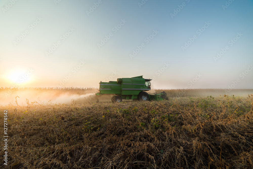 Obraz premium soybean harvest in autumn