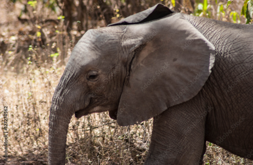 Fototapeta premium baby elephant from tanzania congo safari 3