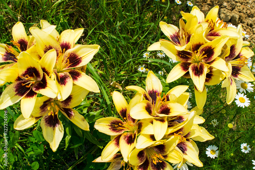 Yellow Lilies with red blossom in a garden