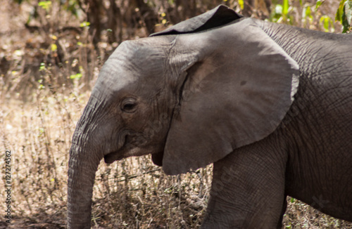 baby elephant from tanzania congo safari 3
