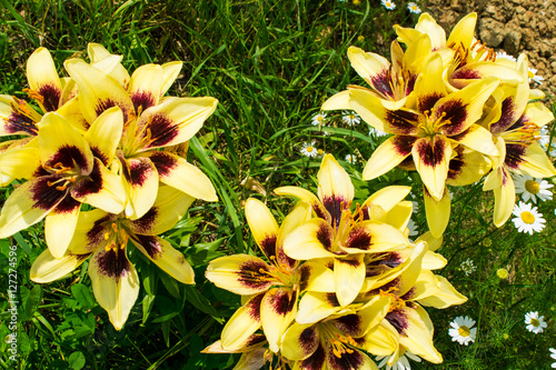 Obraz na płótnie Yellow Lilies with red blossom in a garden w salonie