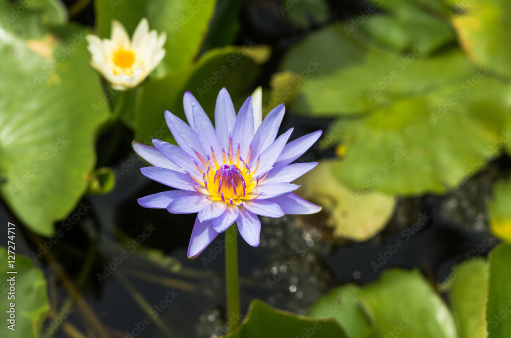 Purple lotus Water lily with green leaves in pond Purple lotus Water lily with green leaves in pond