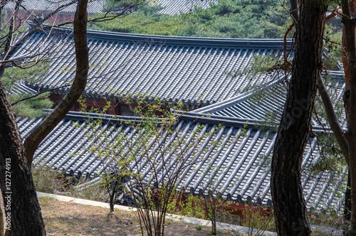 Photography Spring of Changgyeong Palace