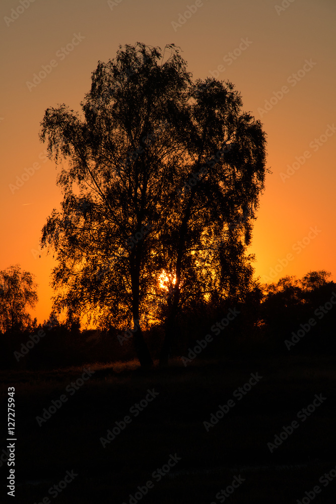 Rötliche Sonne hinter einen Baum in der Fischbecker Heide
Reddish sun behind a tree in the Fischbecker heathland