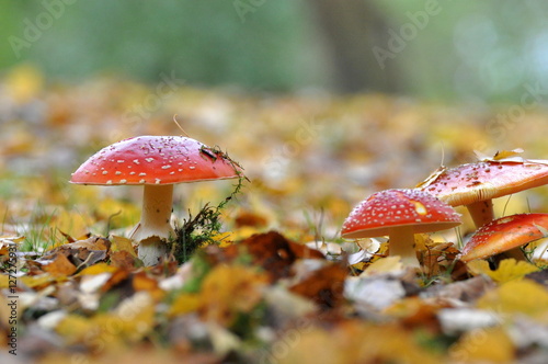 mushroom in the garden in autumn