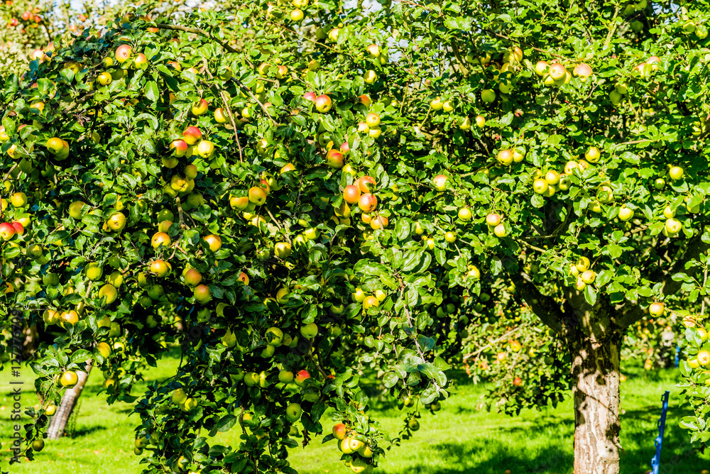 organic plant nursery and market garden organic plant nursery and market garden