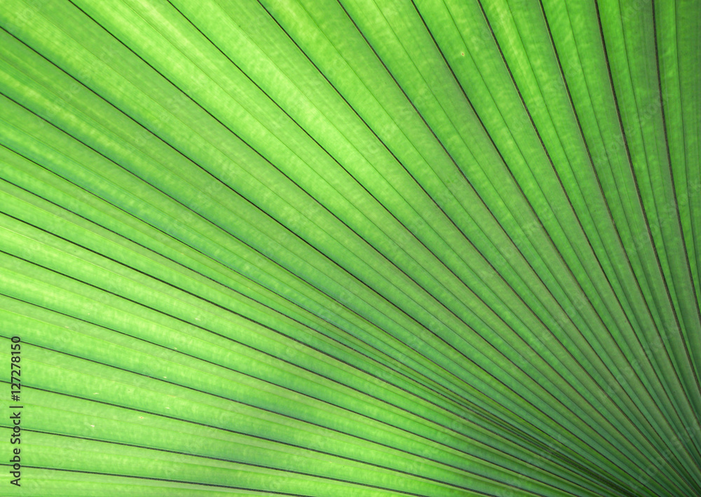 close up green palm leaf texture close up green palm leaf texture