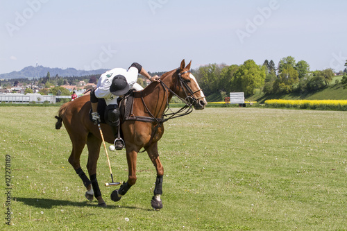 cavalli per il gioco del polo su prato in Svizzera