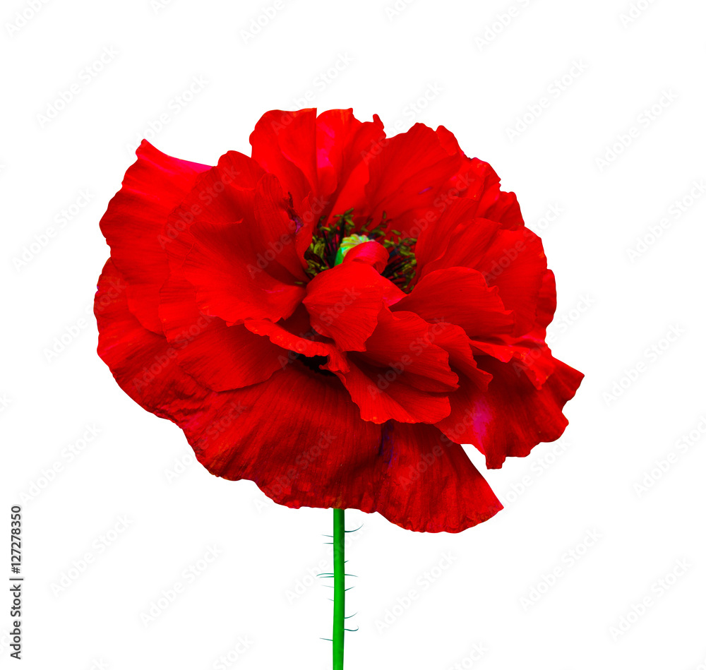Fototapeta premium poppy. red poppy isolated on white background.red poppy. beautif