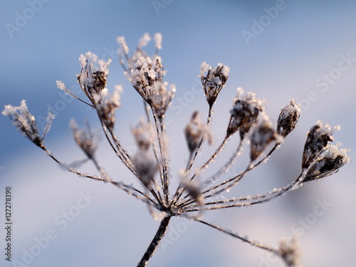 dry weed umbrel plant covered with hoar in winter, macro, shallow depth of field, selective focus photo