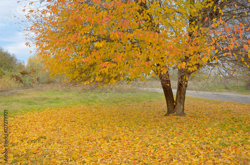 Lonely beautiful autumn tree