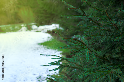 Landscape with snowy road in the winter through a pine forest