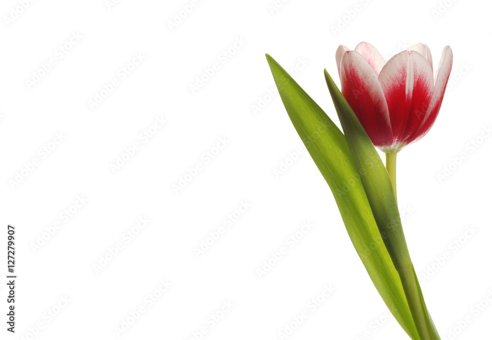 tulip flower on white background greeting card