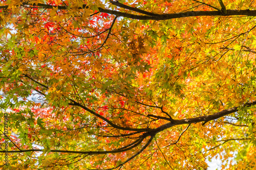 The tree and leaves of maple. Background is the fall foliage.The shooting location is Arisugawa Park in Minami Azabu, Minato-ku, Tokyo, Japan. 