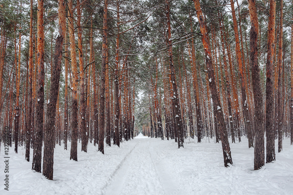 Fototapeta premium Old forest in winter with a long pathway