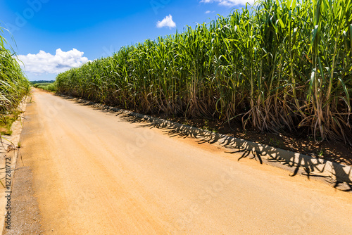 Sugar field, blue sky, landscape. Okinawa, Japan, Asia.