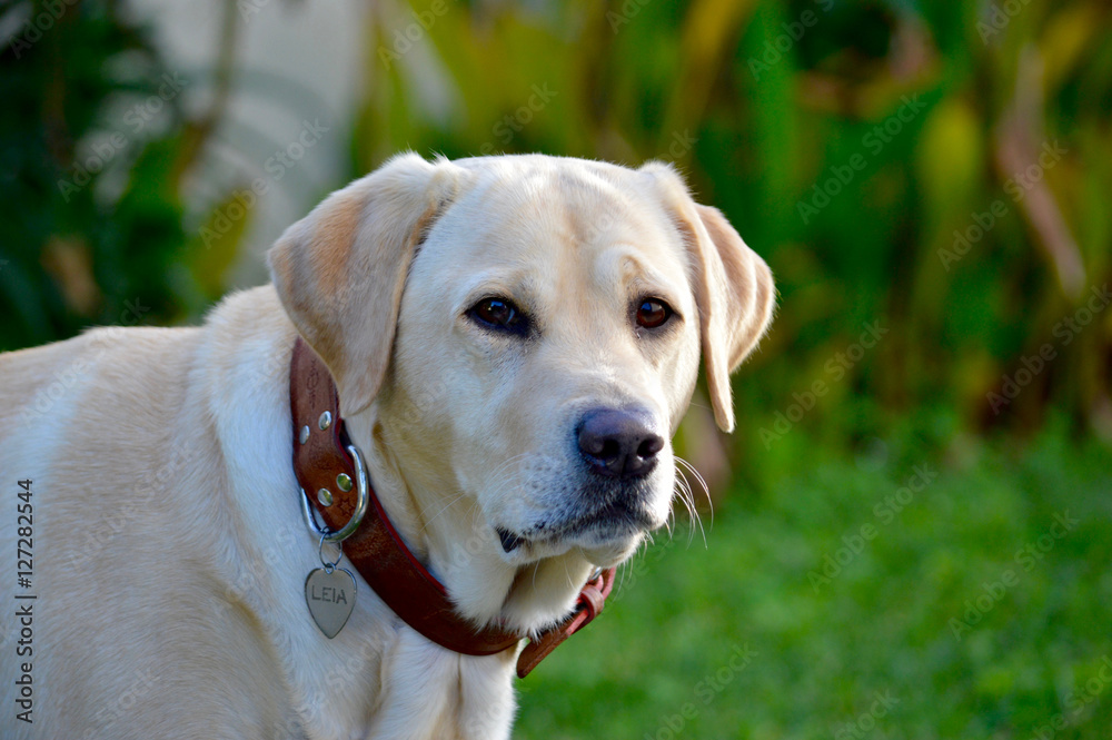 Labrador dog