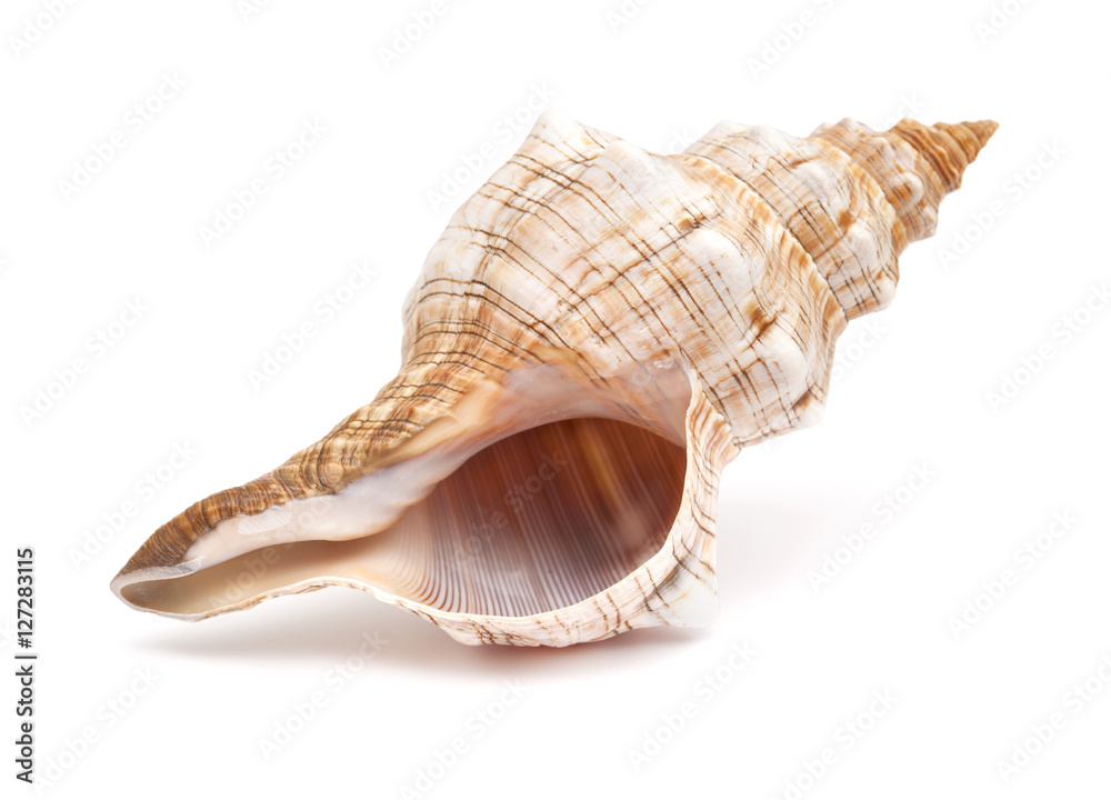 Pleuroploca trapezium, trapezium horse conch Pleuroploca trapezium, trapezium horse conch