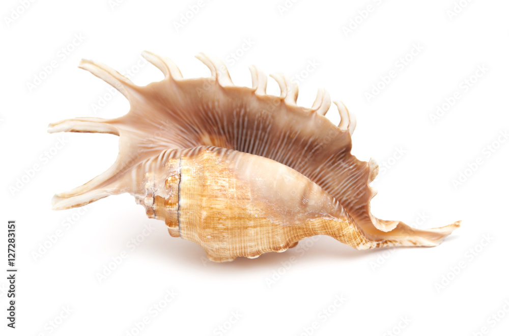 Lambis , spider conch shell Lambis , spider conch shell