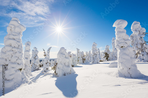 Frozen heavy snow on trees in Lapland