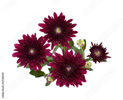 dark red spray chrysanthemums photo