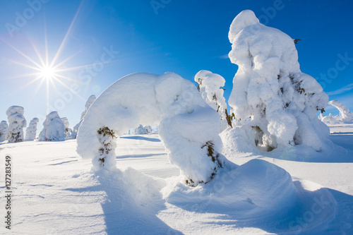 Frozen heavy snow on trees in Lapland © petejau
