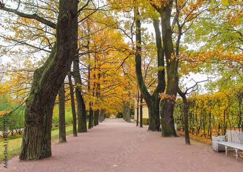 Fototapeta Naklejka Na Ścianę i Meble -  Old trees in the park.