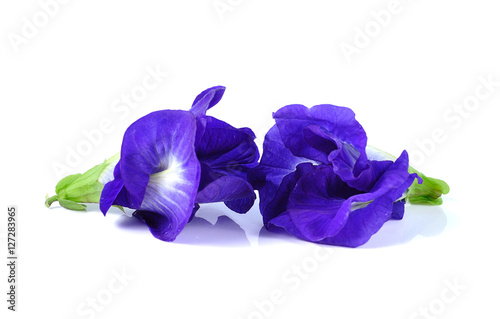 Blue pea butterfly pea close up on white