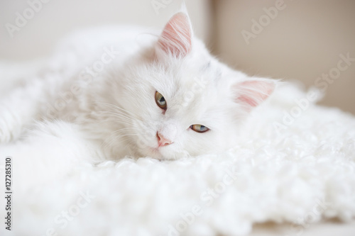 Fotografía White cat