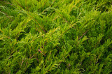 Green juniper bushes in a city park
