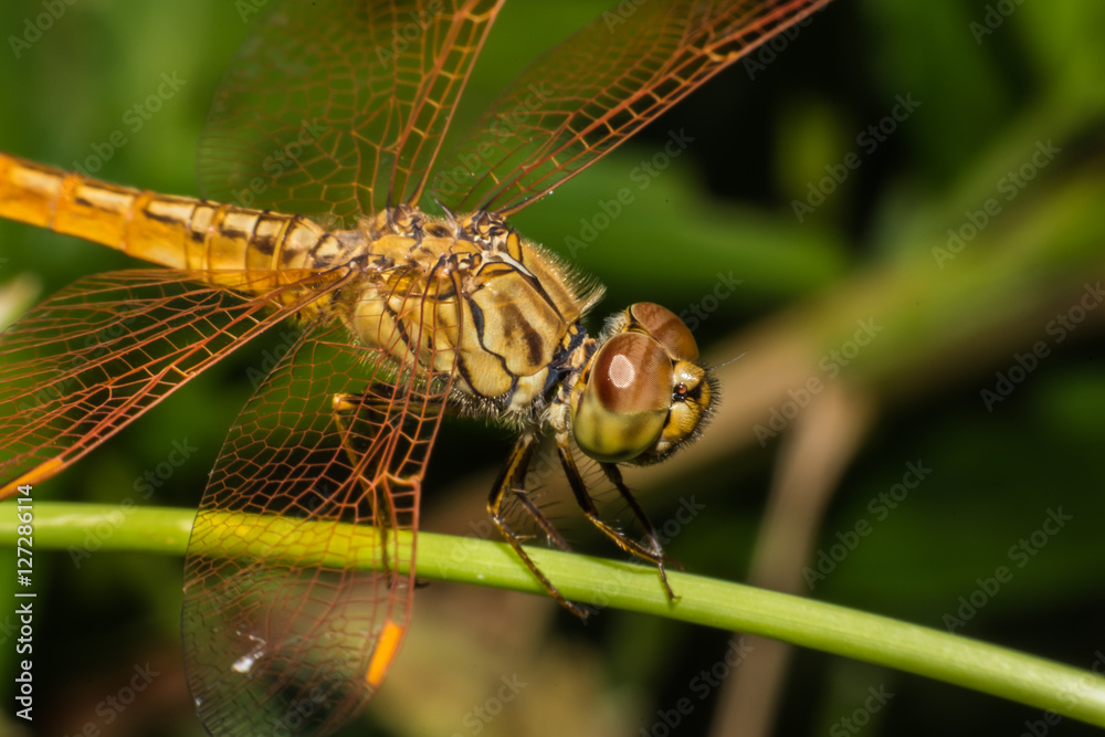Close up Dragonfly macro view in nature Close up Dragonfly macro view in nature