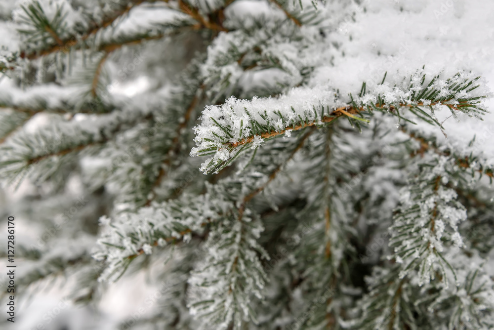 branch spruce snow winter needles branch spruce snow winter needles