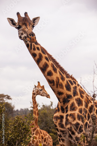 Giraffes in the African savannah 
