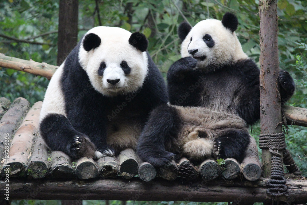 Fototapeta premium Panda and her baby