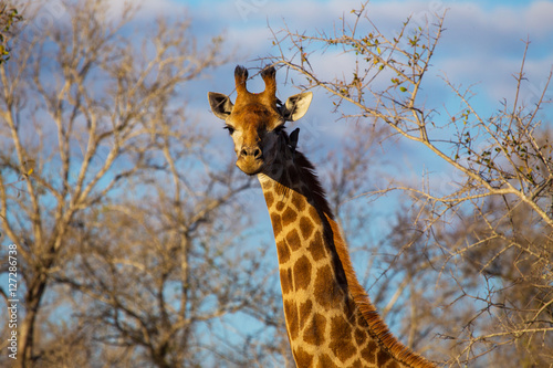 Giraffes in the African savannah   © SB