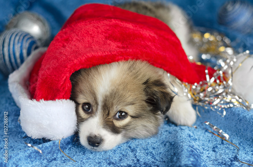 Little puppy lying on a blue background. In the red Santa hat, selective focus.